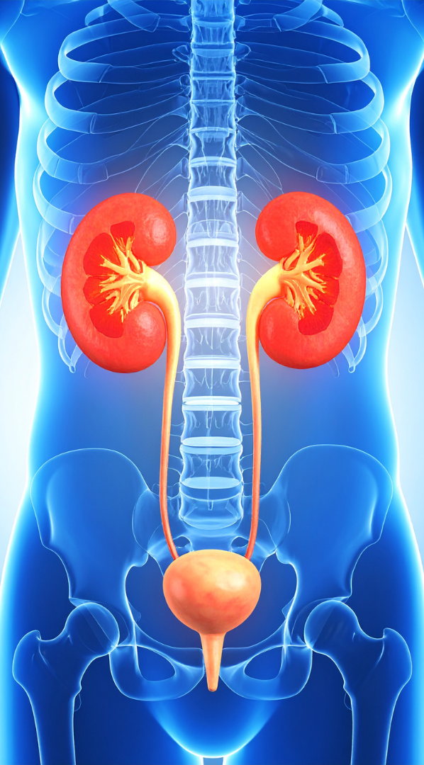 UTI Awareness Training Anatomical illustration of the human urinary system, highlighting kidneys and bladder.